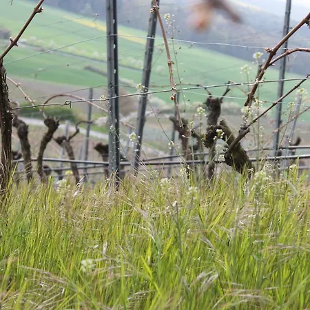 Zu Den Weinbergen *