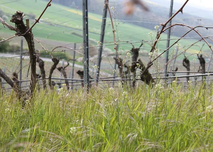 Zu Den Weinbergen *